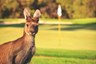 Golf Australia style: vechtende kangoeroes zitten golfende profvoetballers in de weg