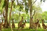 Kangoeroes in Australië zorgen voor heuse stormloop op de golfbaan