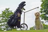Hond op de golfbaan