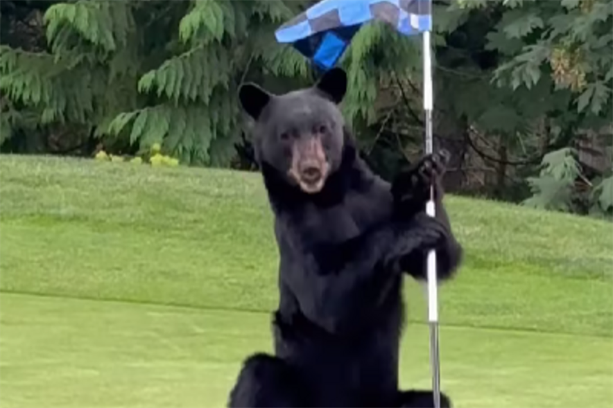 Beeld: Instagram / @northlandsgc