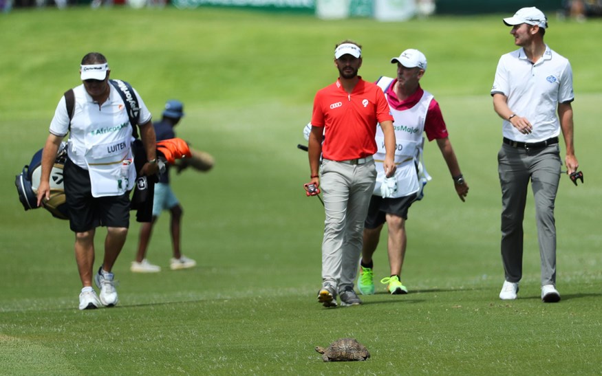 Joost Luiten en een schildpad in de eerste ronde van de Nedbank Challenge