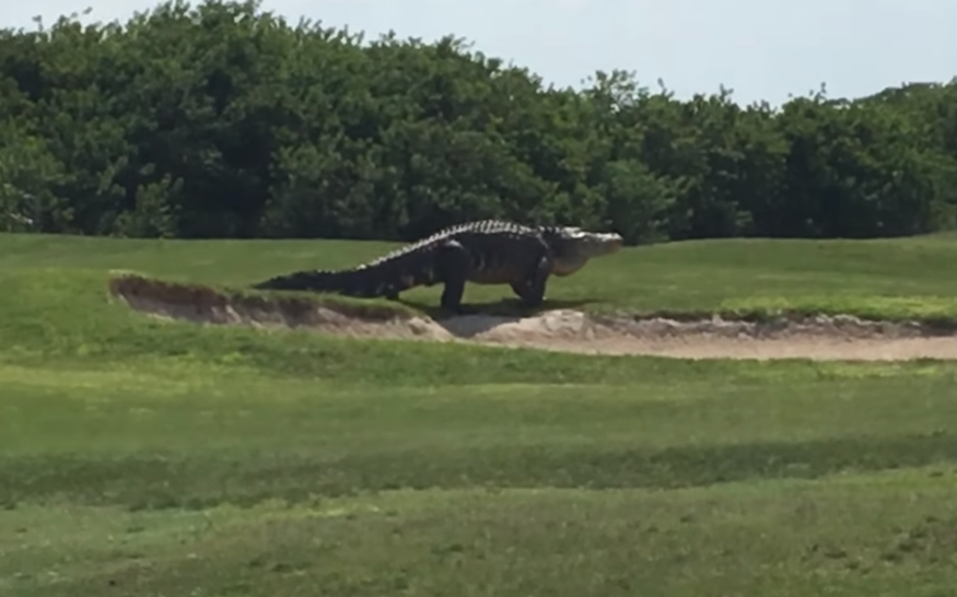 Monster Florida Golfbaan Alligator