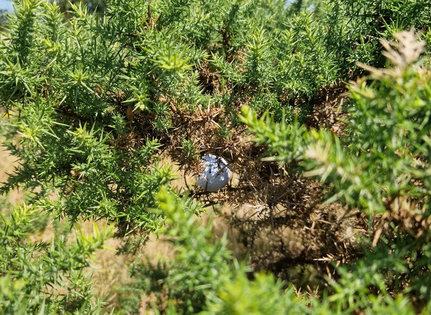 Golfbal vast in struik
