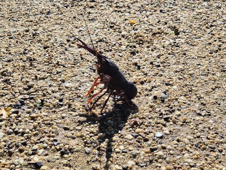 Rivierkreeft op Amelisweerd