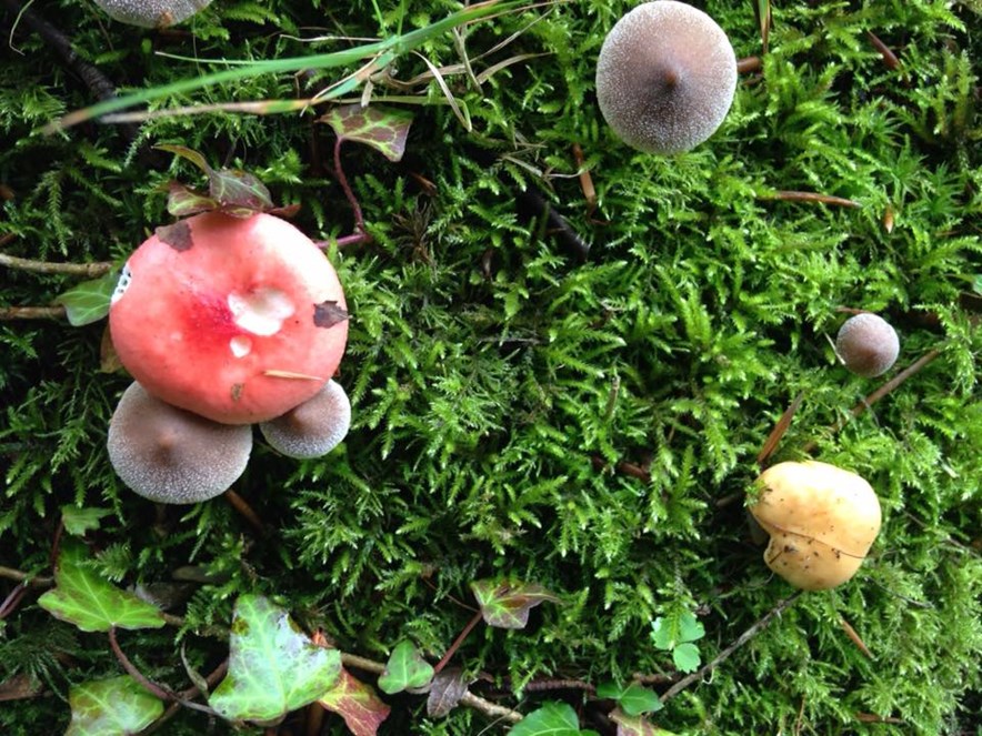 Paddenstoelen op de Semslanden