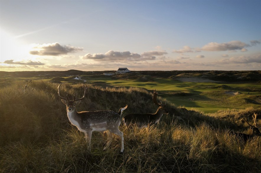 Herten op de Noordwijkse