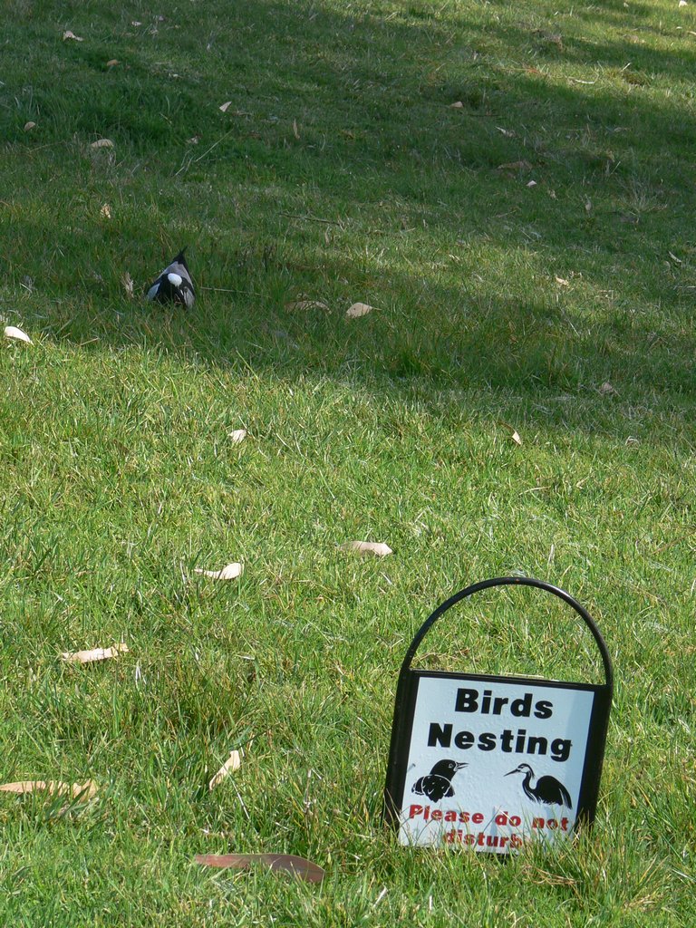 Vogels broeden op de golfbaan