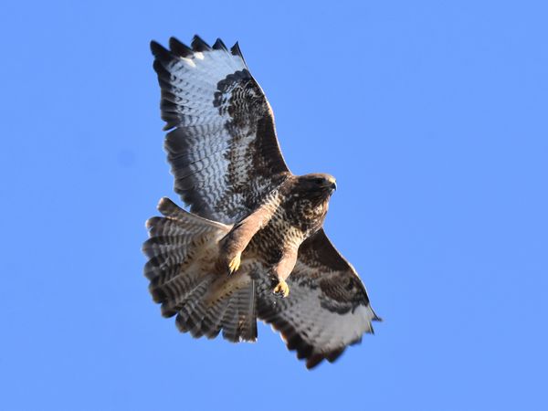 Love Birdies buizerd