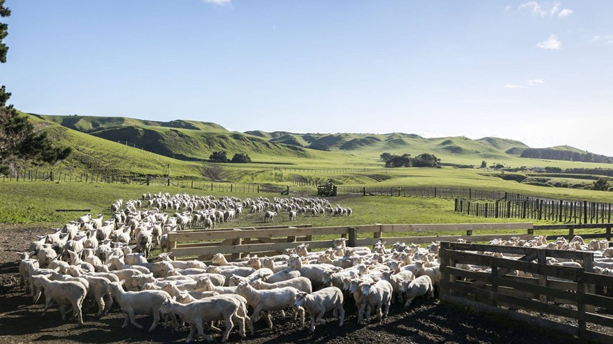 Schapen op Cape Kidnappers