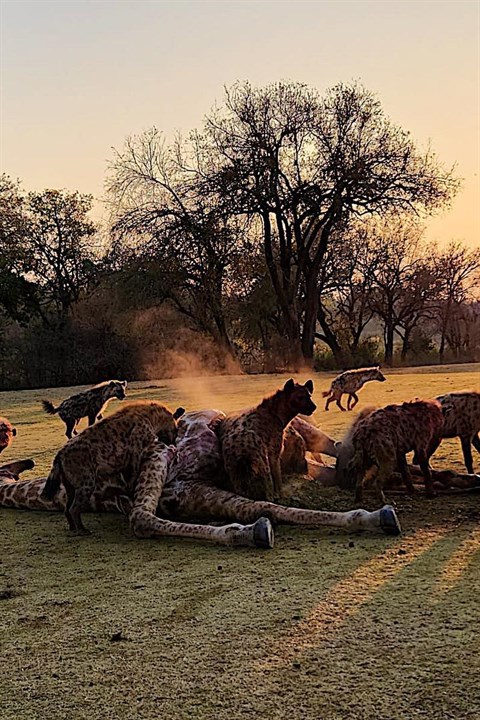 Beeld: Skukuza Golf Course