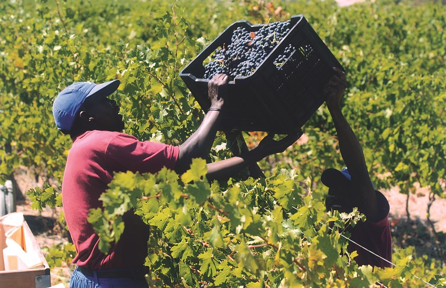 wijnoogst in Zuid-Afrika