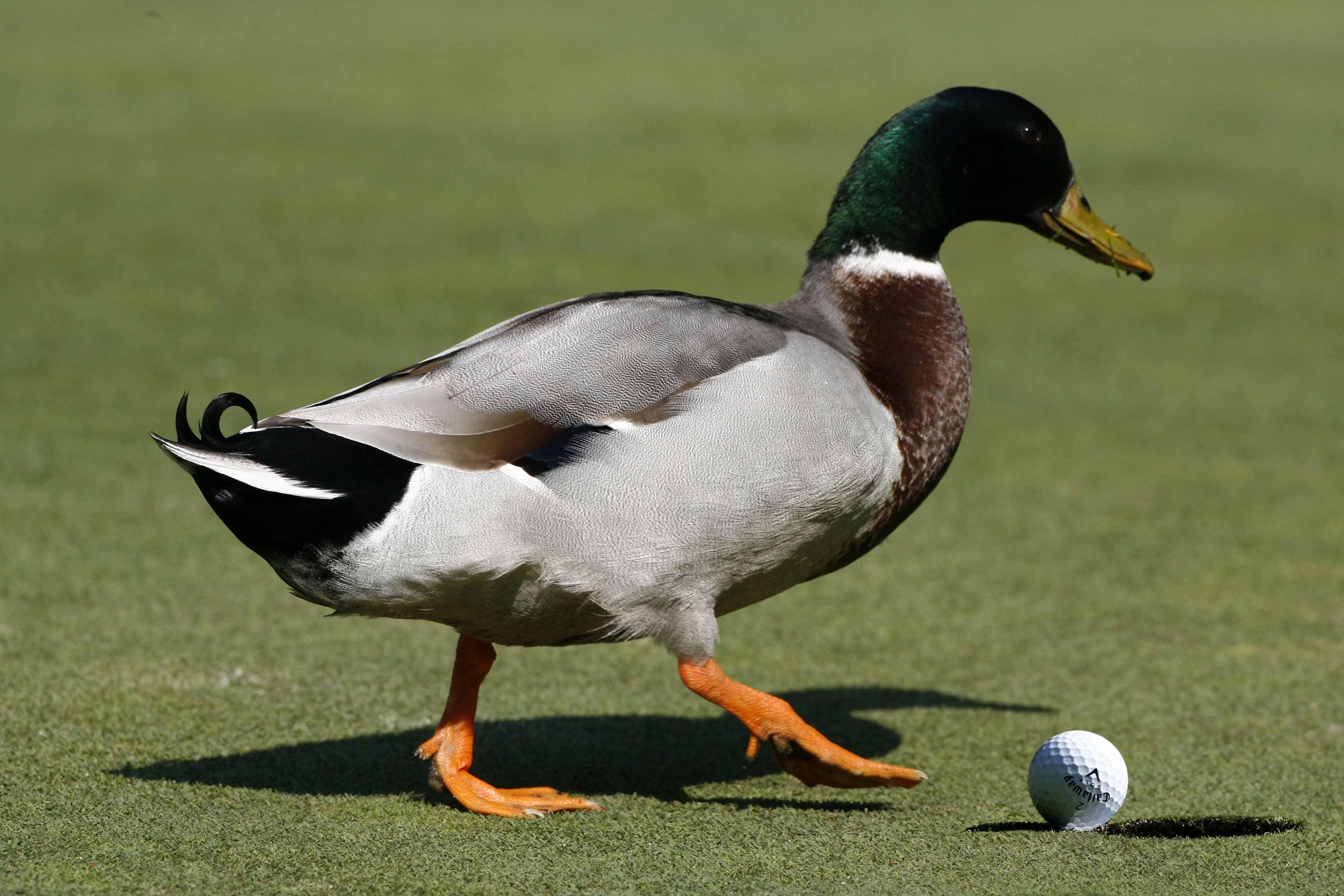 Eend met golfbal