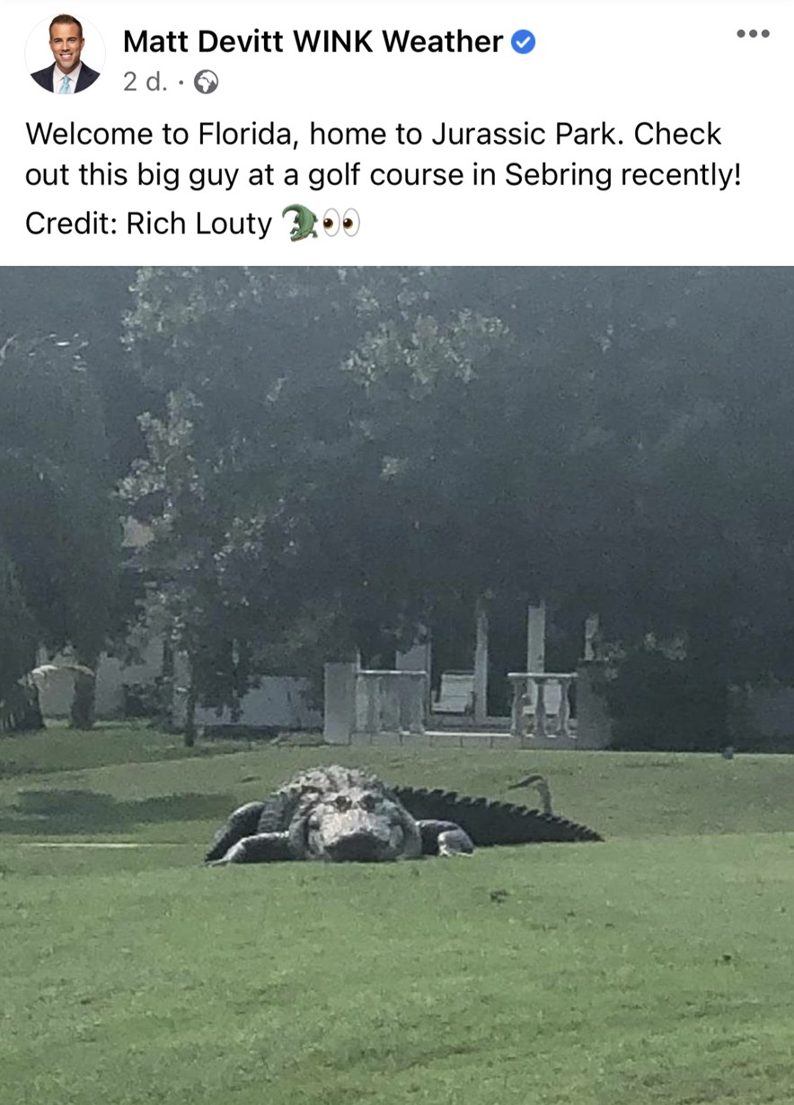 Krokodillen op de golfbaan