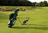 Honden op de golfbaan