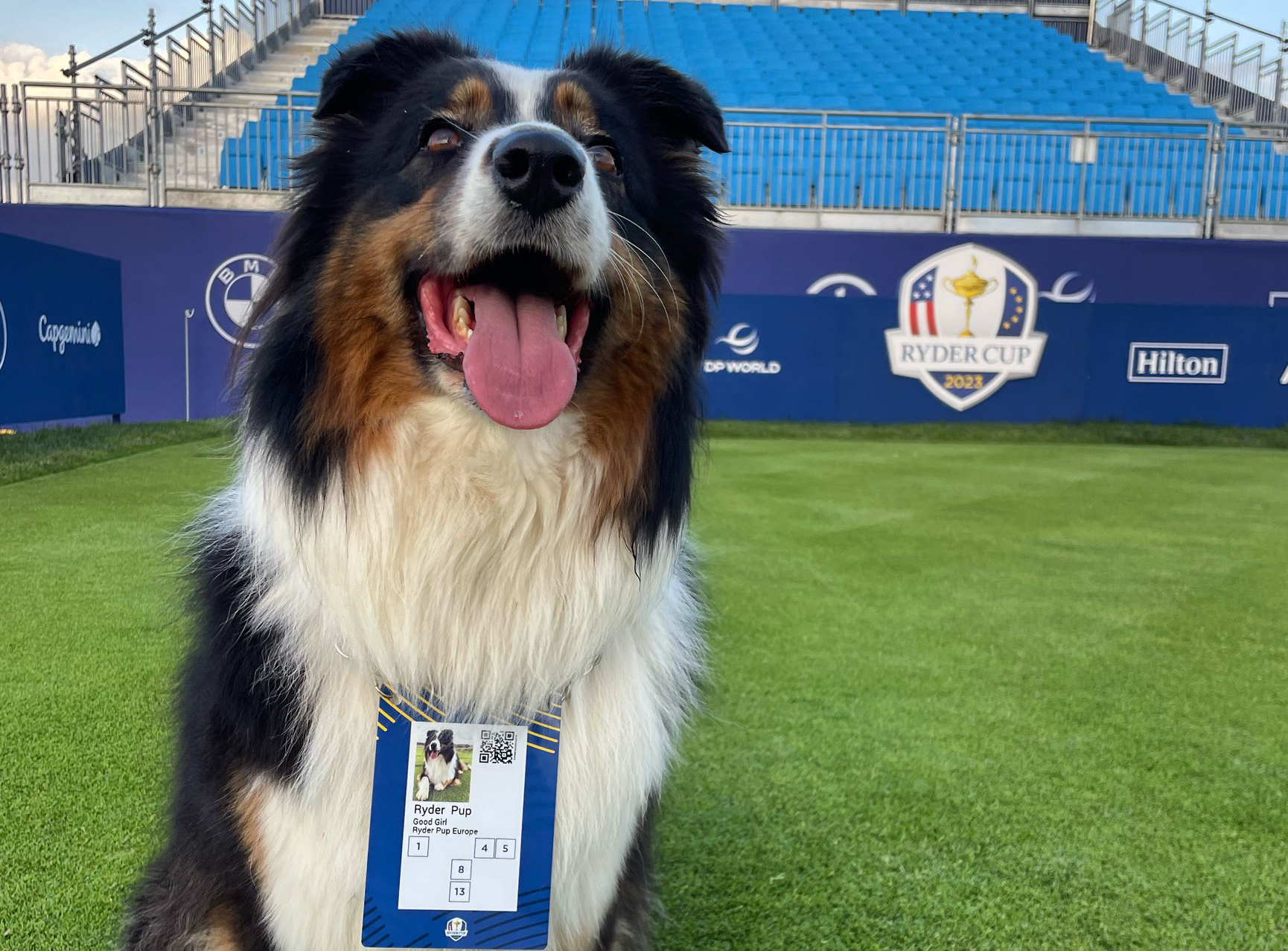 Ryder de hond op Marco Simone