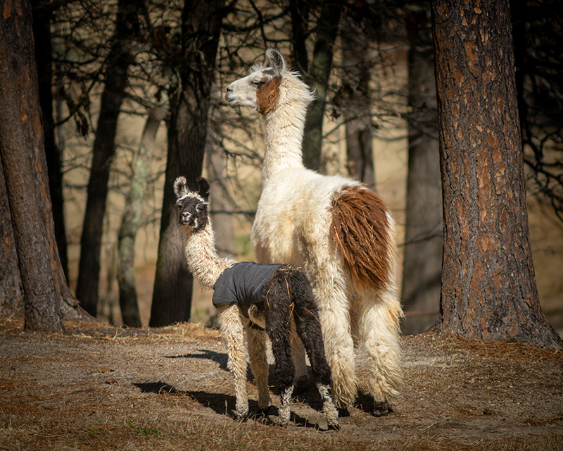 Lama plus kind op Talamore Golf Club