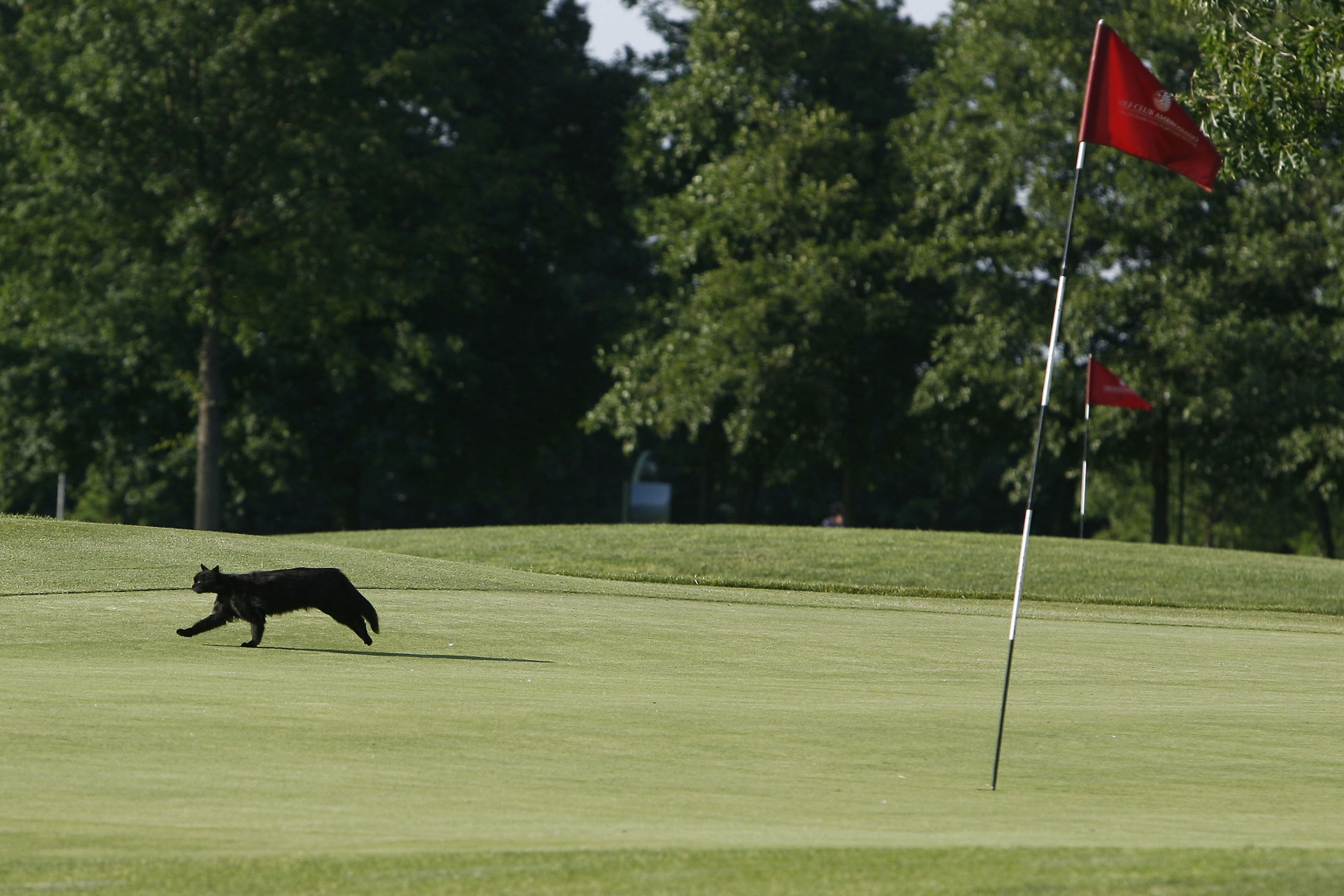 Beeld: Golfsupport.nl