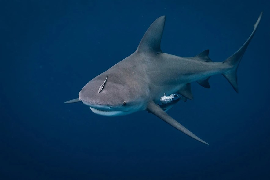 stierhaai op de golfbaan