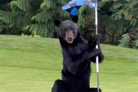 Beeld: Instagram / @northlandsgc