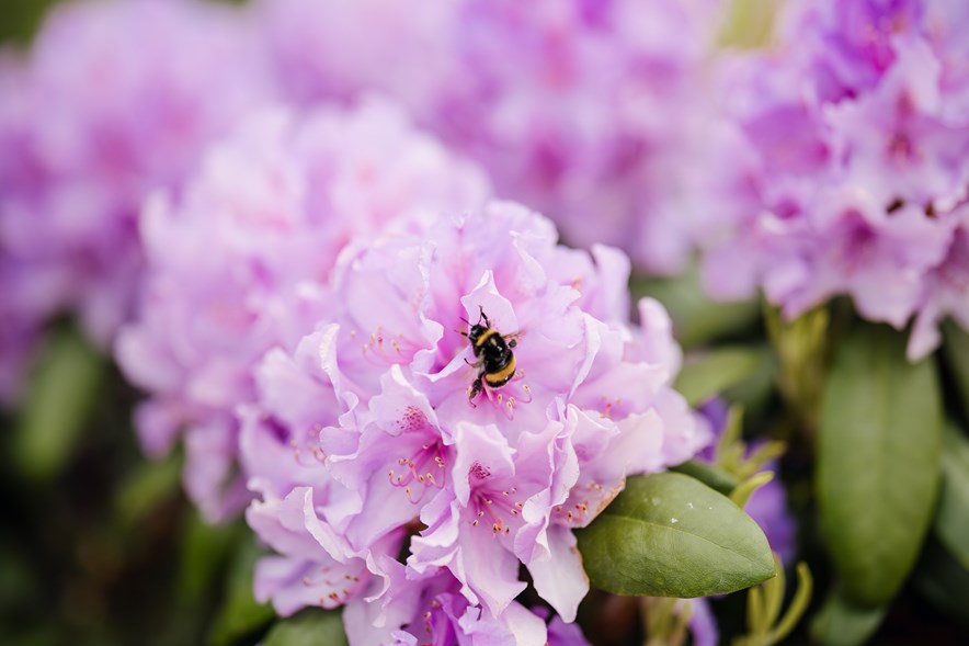 Een bij in de rododendrons op de Hooge Rotterdamsche