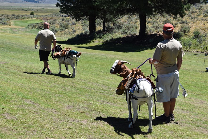 Beeld: Silvies Goat Caddies