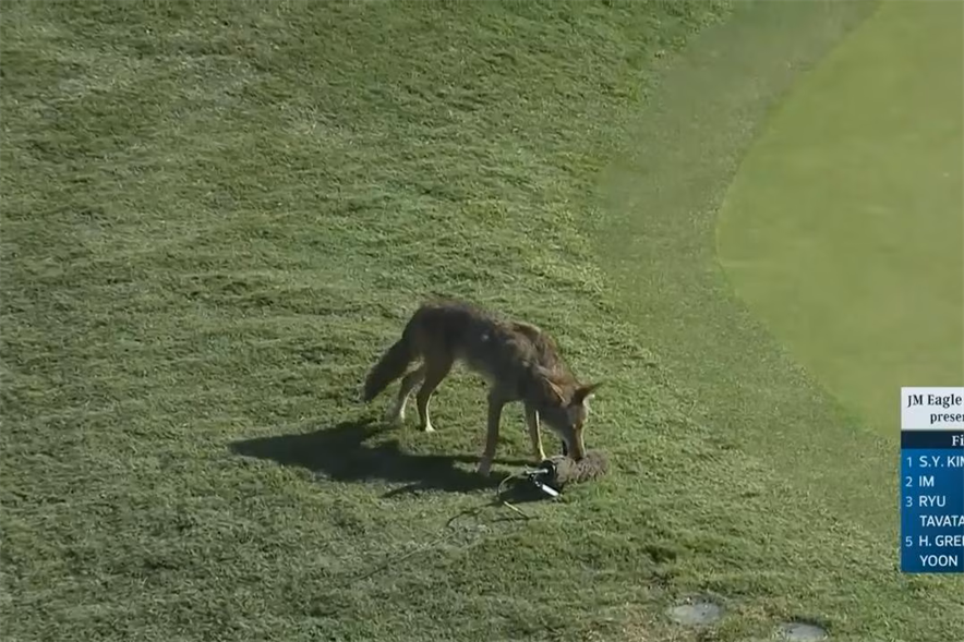 coyote op de golfbaan