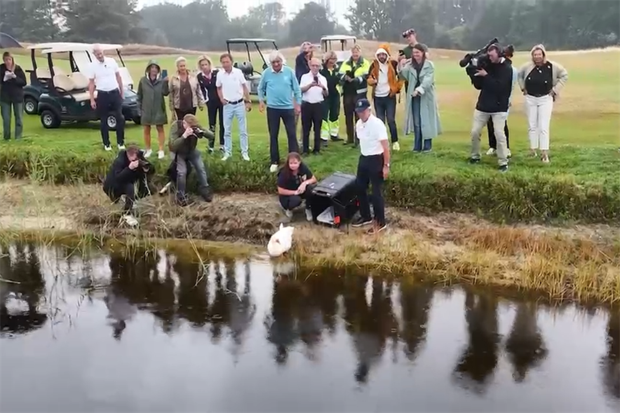 gans jansen terug op de goyer