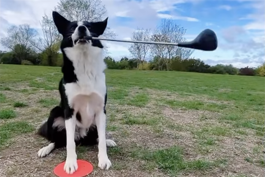 Border collie slaat pompoentjes weg - grappige video om in de halloween sferen te komen