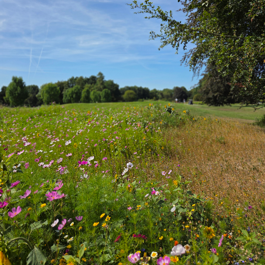Bloemen zeewolde