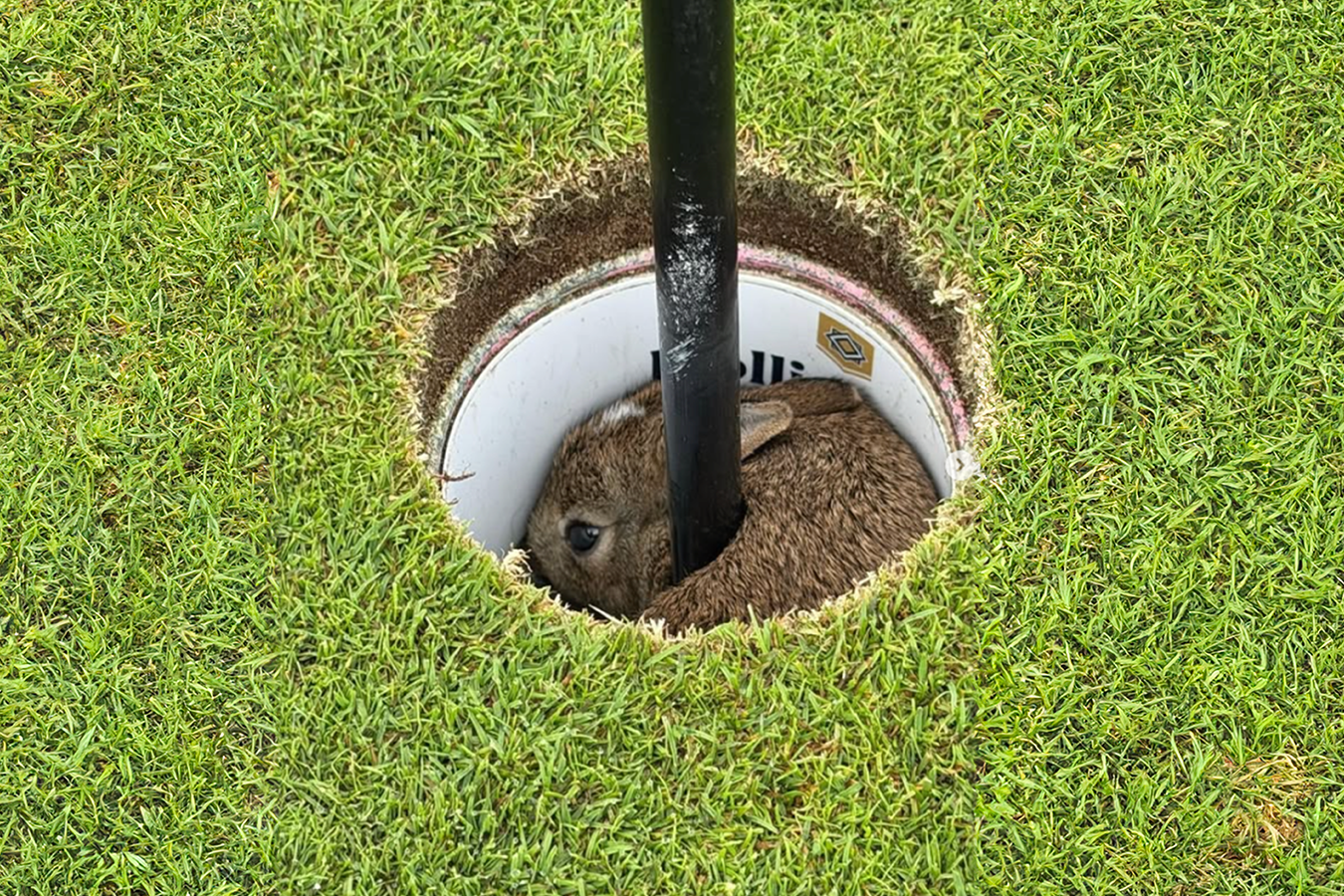Konijntje in de hole