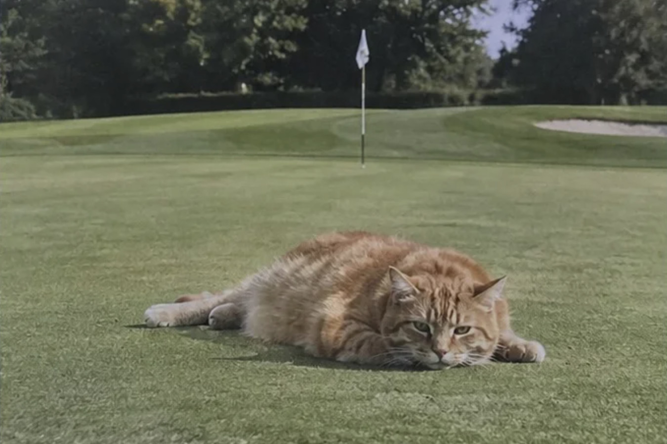 Poes op de green