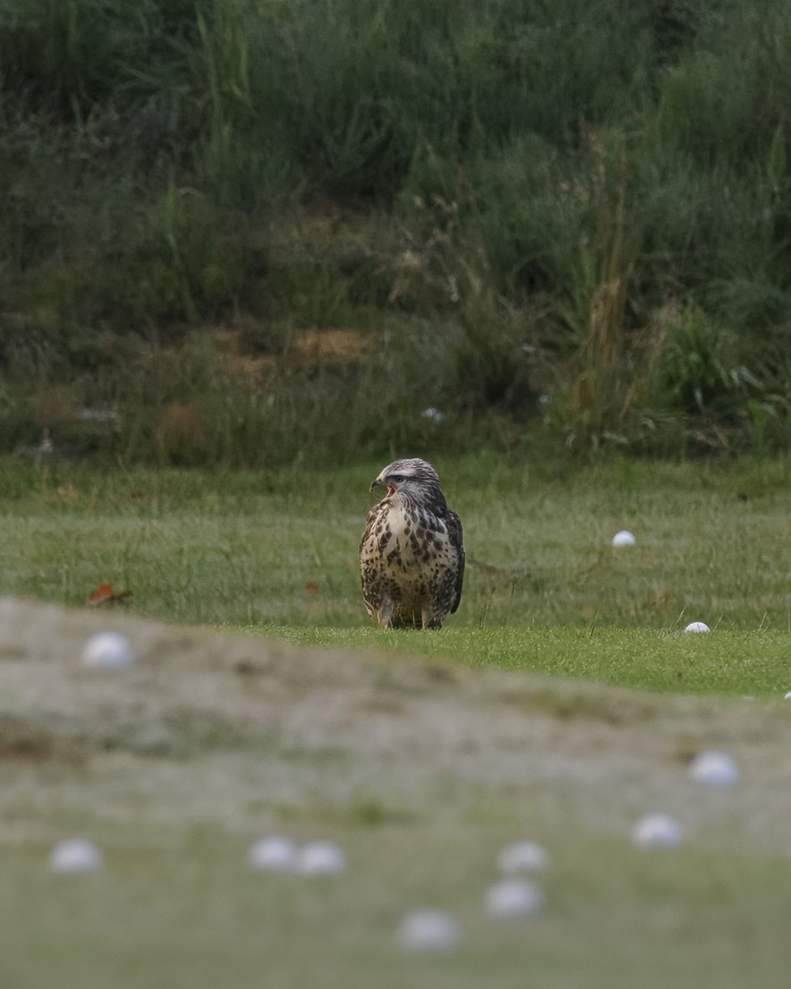 Jonge Buizerd op de drivingrange 