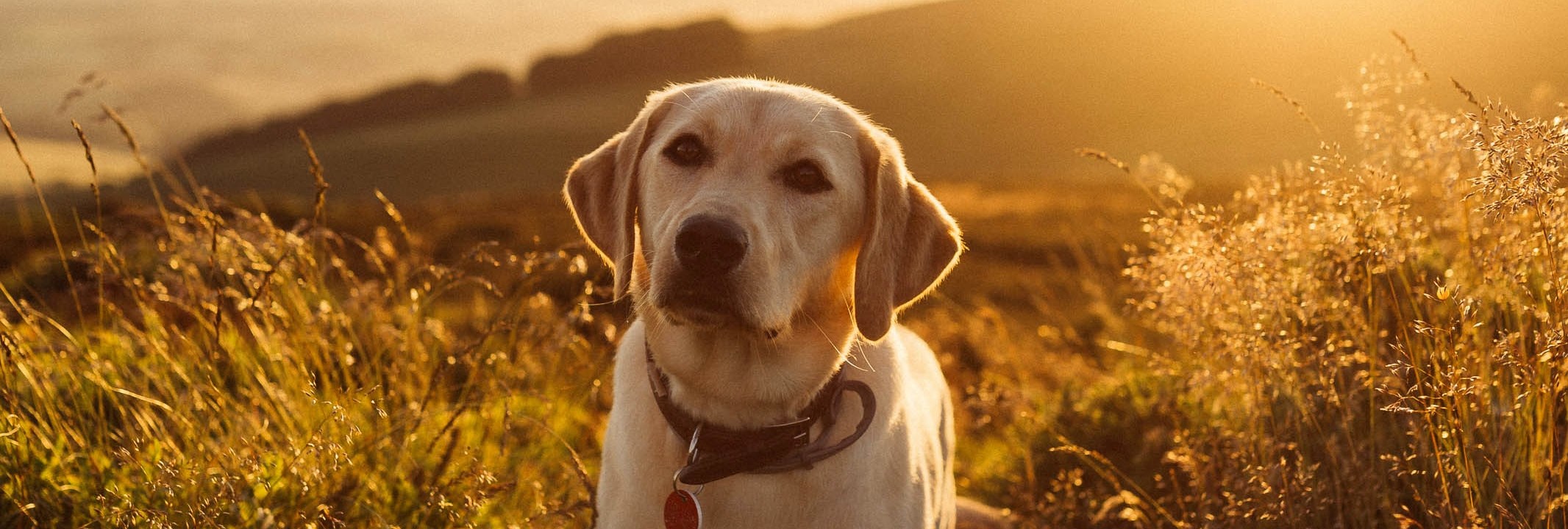 Beeld: Samuel Thompson