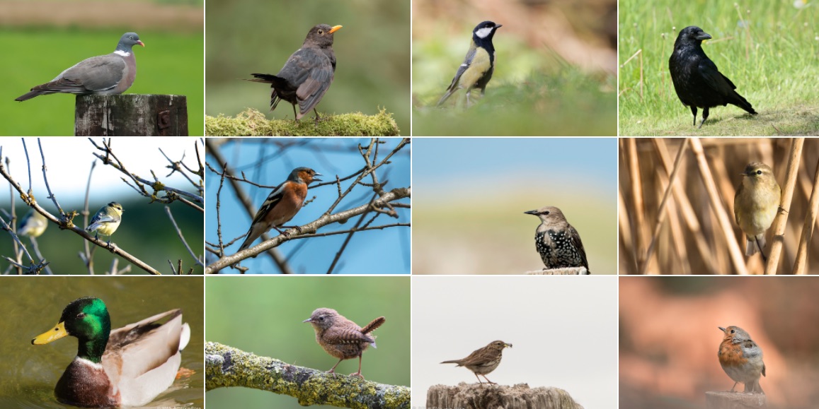 NGF Bird Watching Day