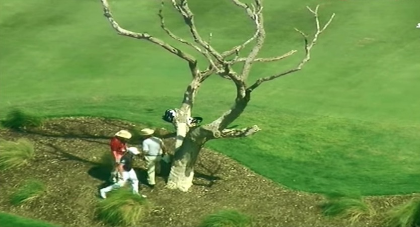 regels bal in een boom