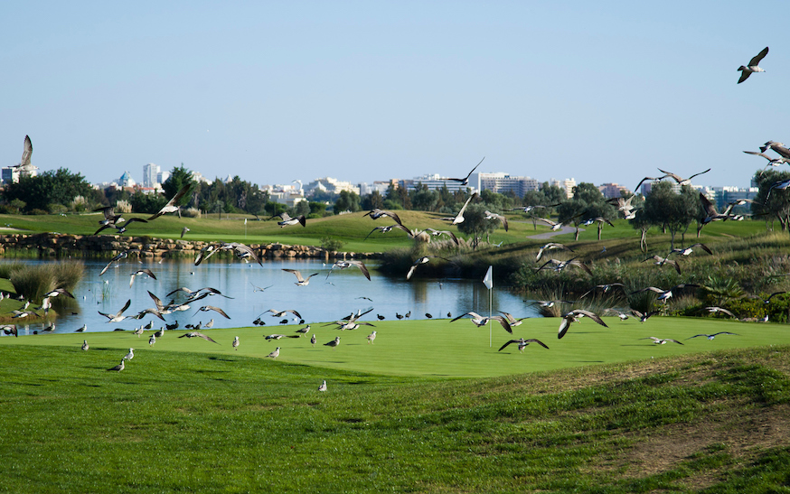 Vogels op golfbaan