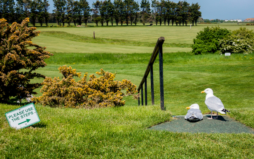 Meeuwen op golfbaan