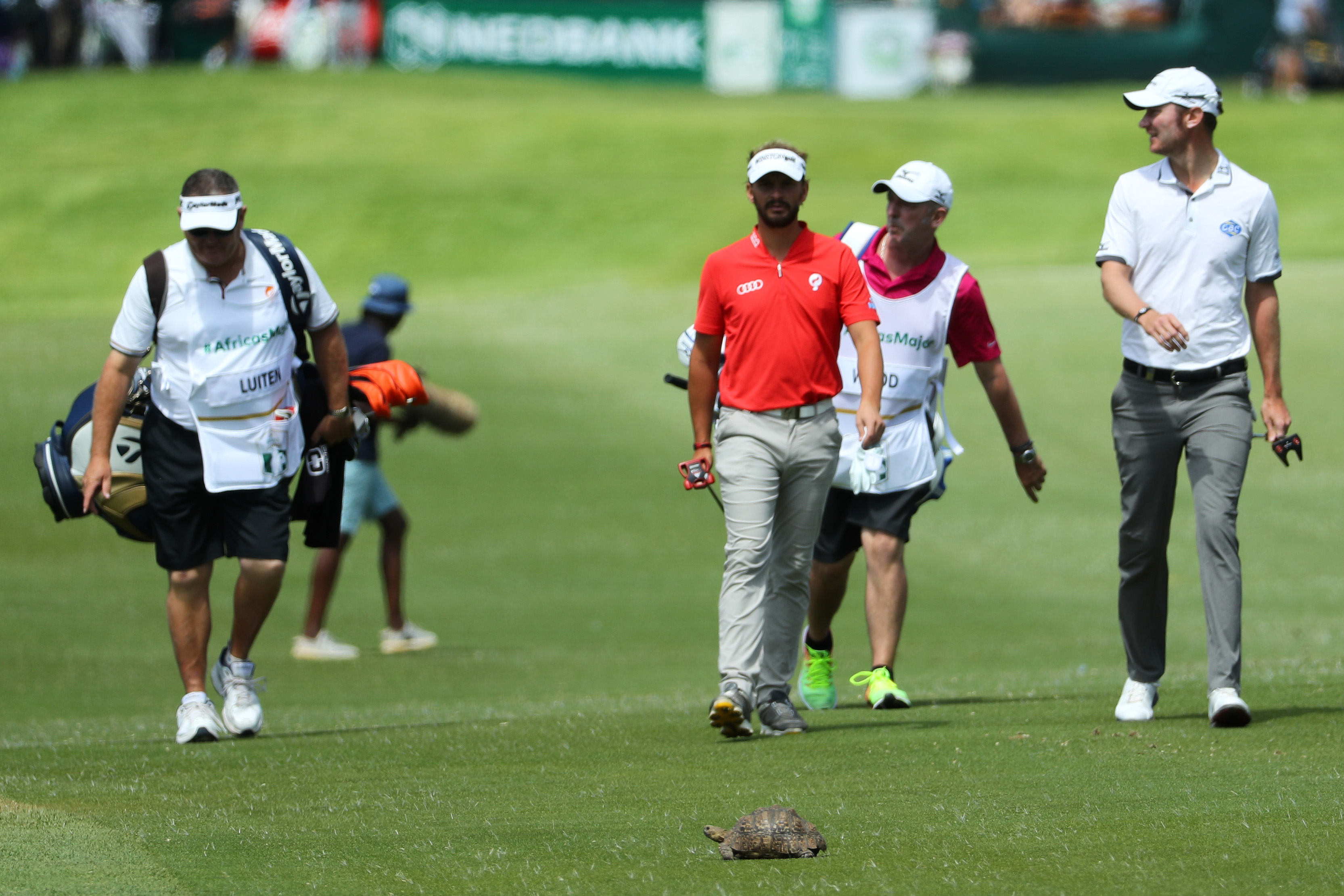 Joost Luiten en een schildpad in de eerste ronde van de Nedbank Challenge