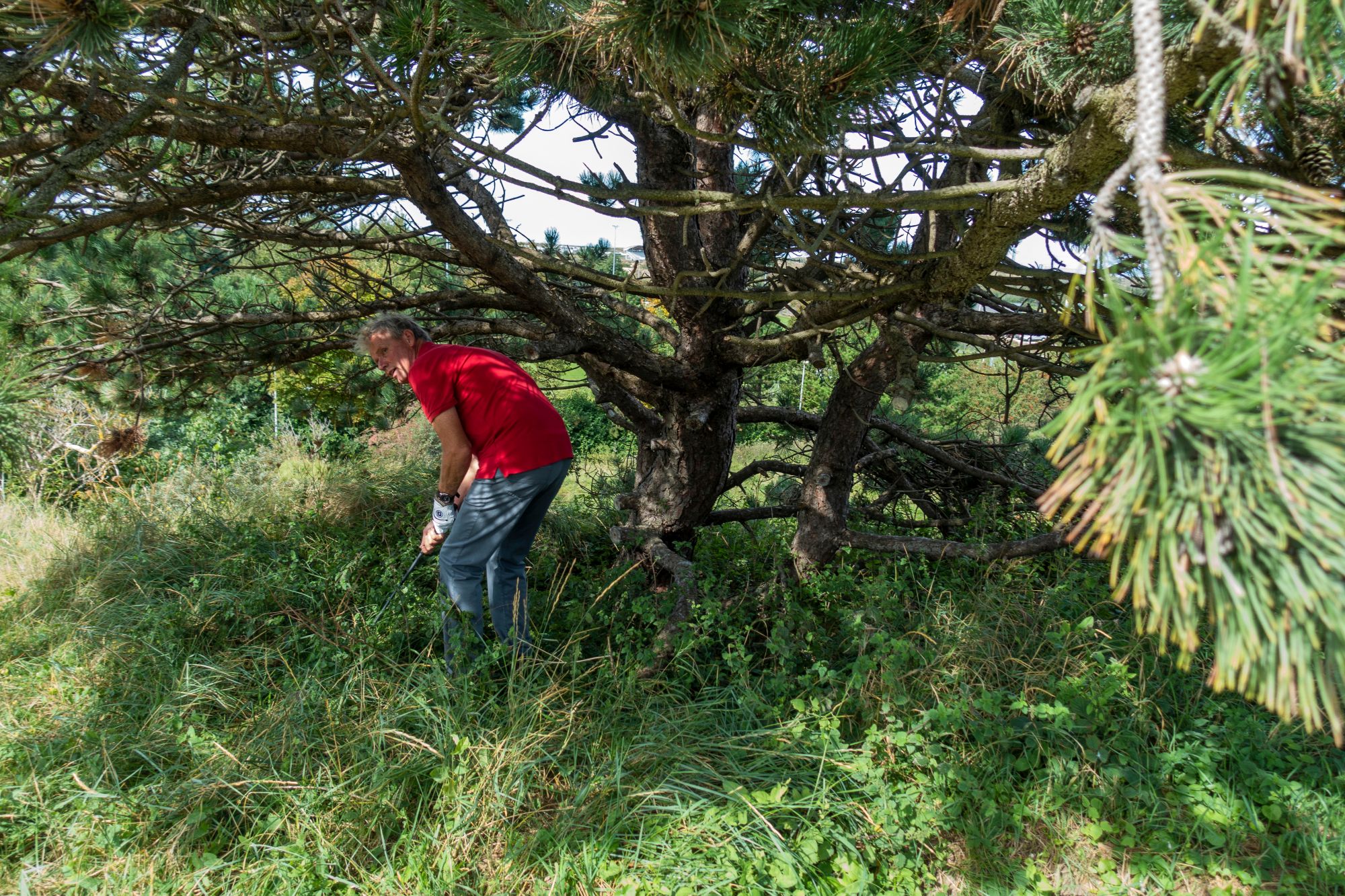 golf bal struik regels stand innemen